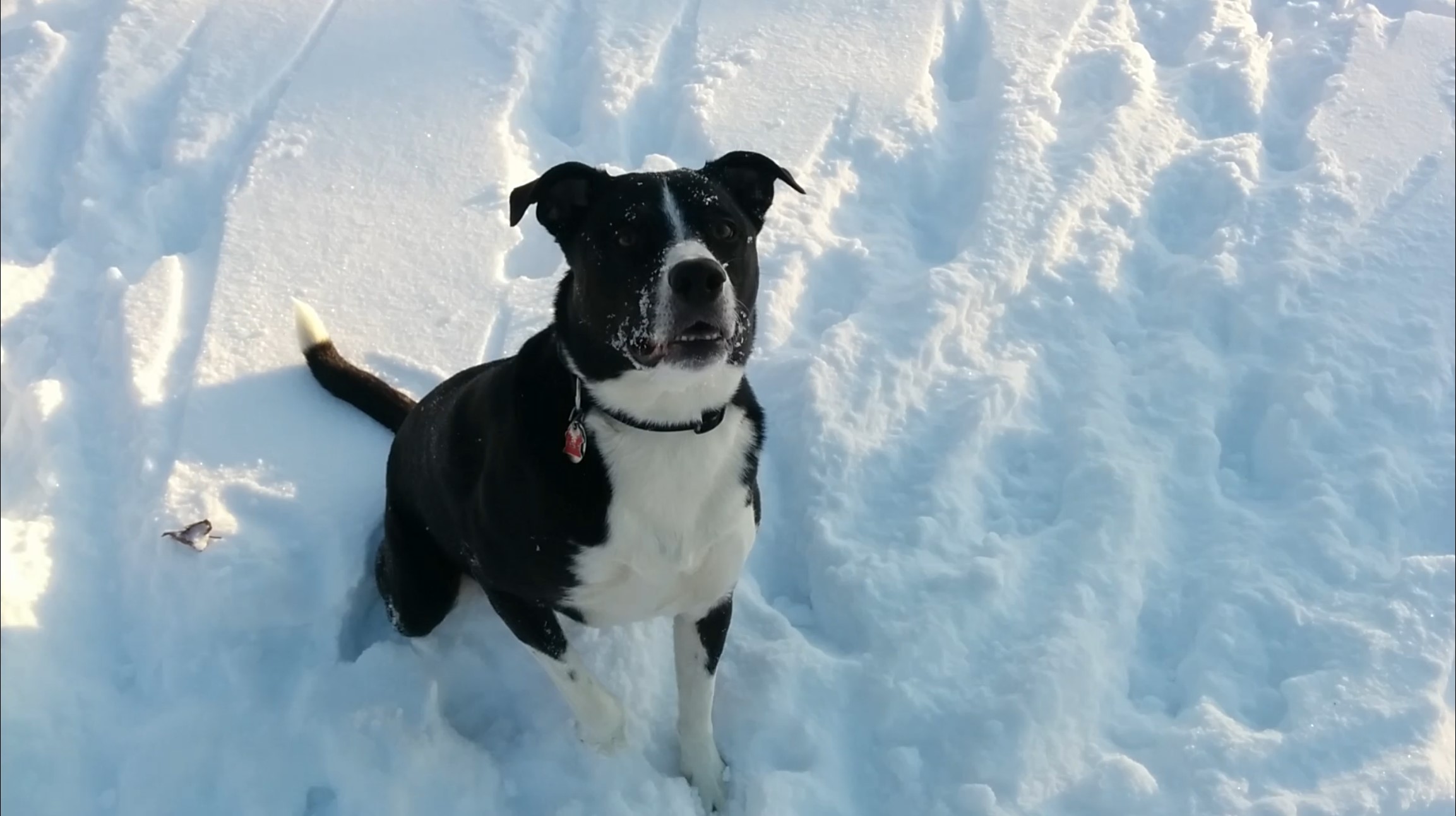 Waiting in the Snow